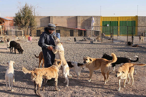 اجرای طرح جمع‌آوری سگ‌های ولگرد در 3 فاز/شناسایی کانون‌های حضور سگ‌های ولگرد در منطقه 4